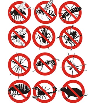 obtener un precio de una empresa de exterminio que puede fumigar los escarabajos de su hogar o negocio en Tivoli New York y ayudarle a prevenir futuras infestaciones